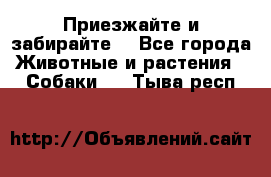 Приезжайте и забирайте. - Все города Животные и растения » Собаки   . Тыва респ.